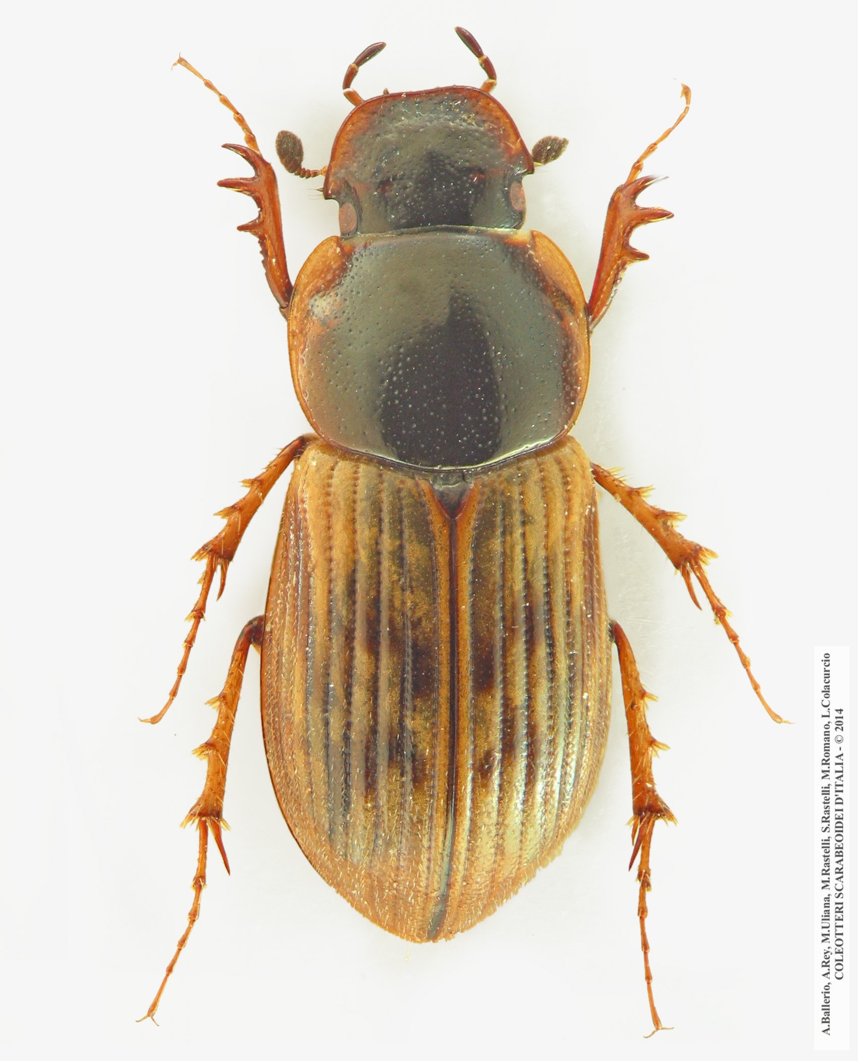 Nimbus obliteratus, femmina