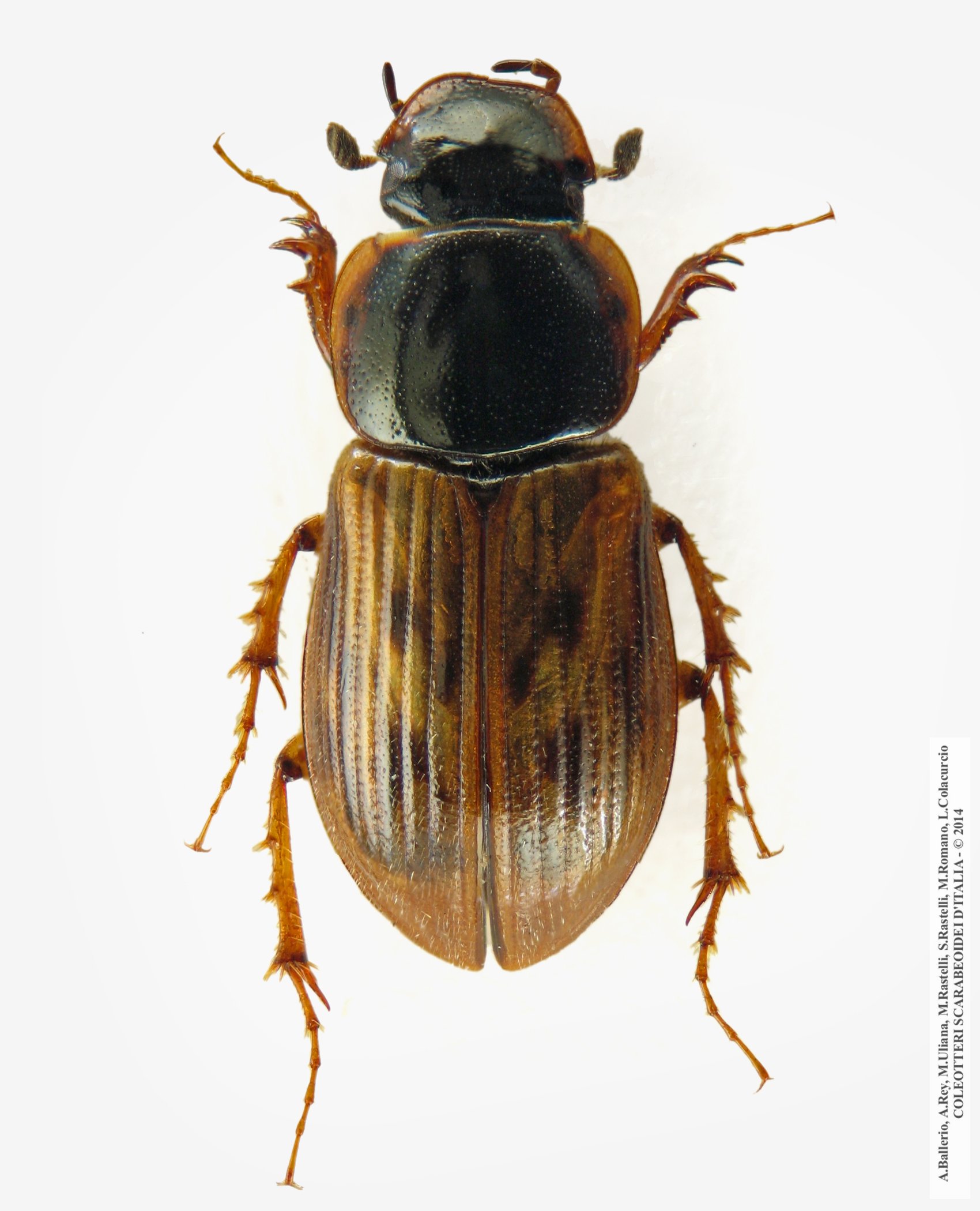 Nimbus obliteratus, maschio