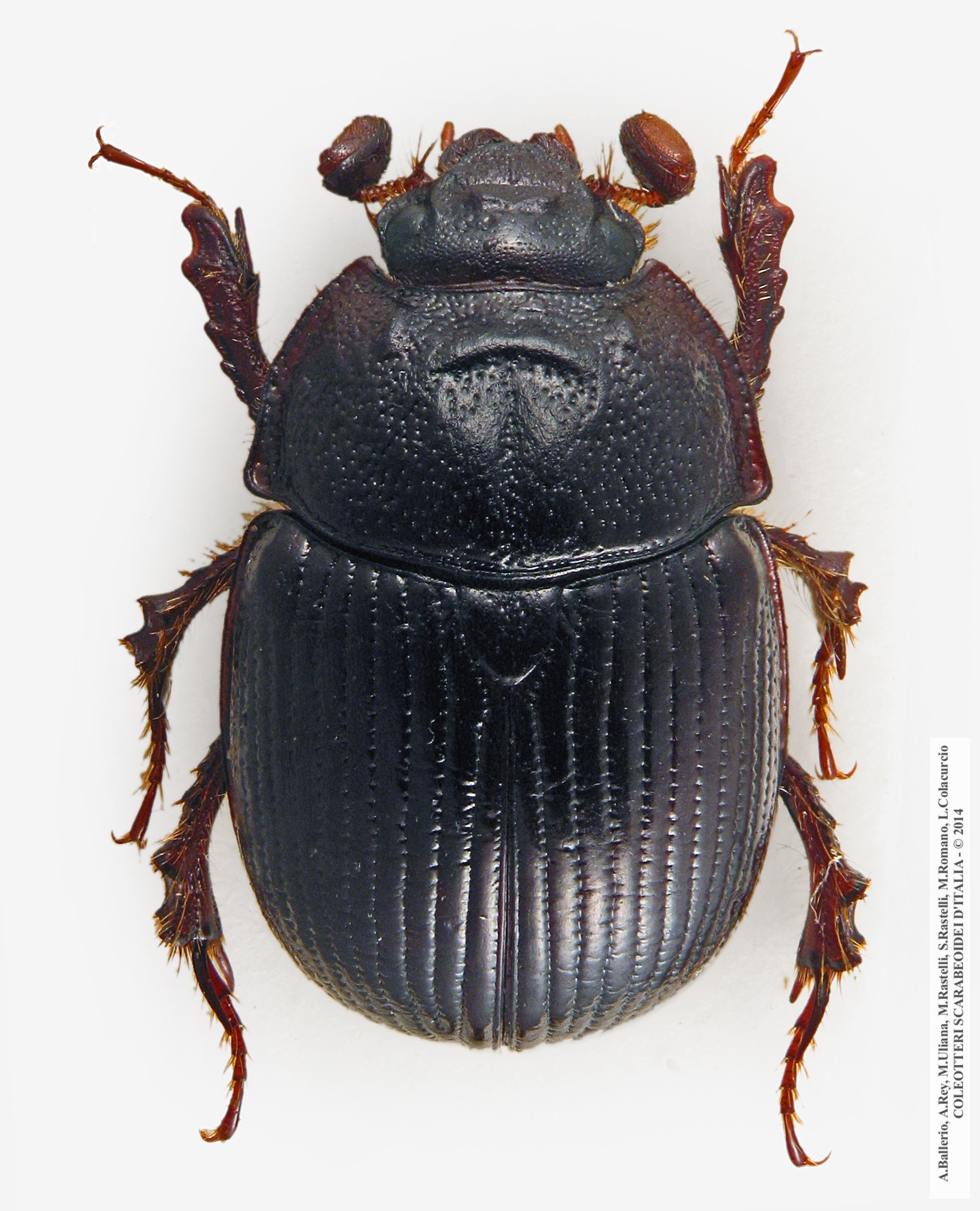 Odonteus armiger, femmina