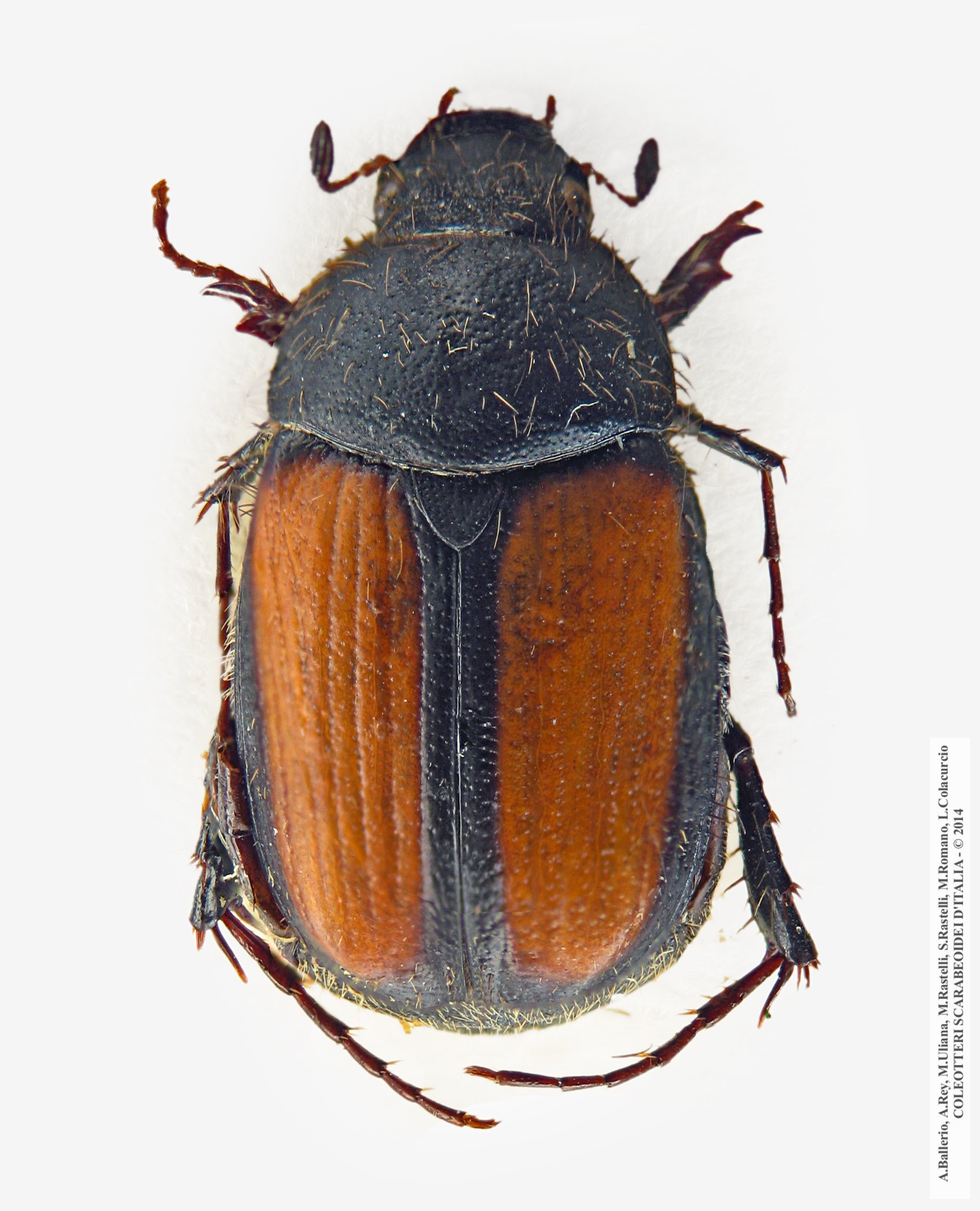 Omaloplia ruriricola ruricola