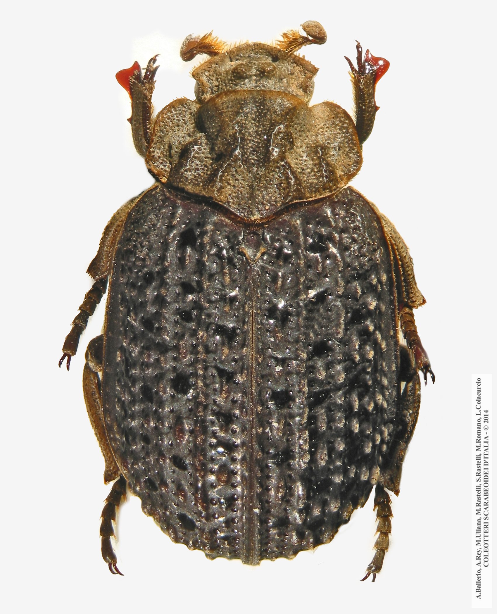 Afromorgus melancholicus
