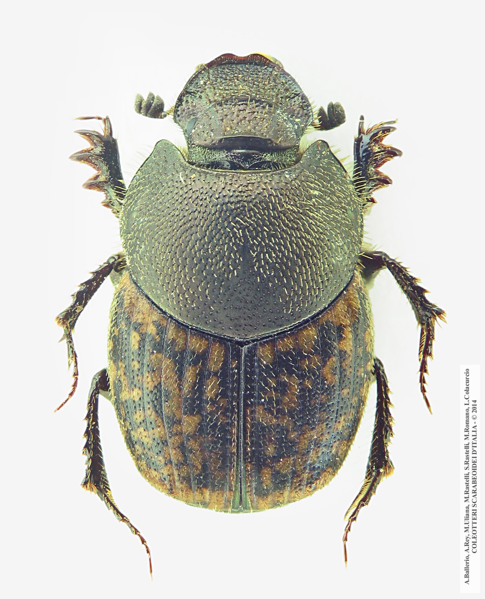Onthophagus fracticornis, femmina