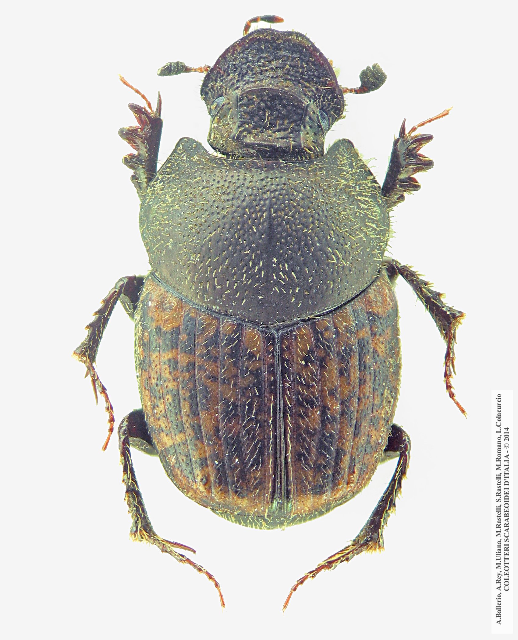 Onthophagus massai, femmina