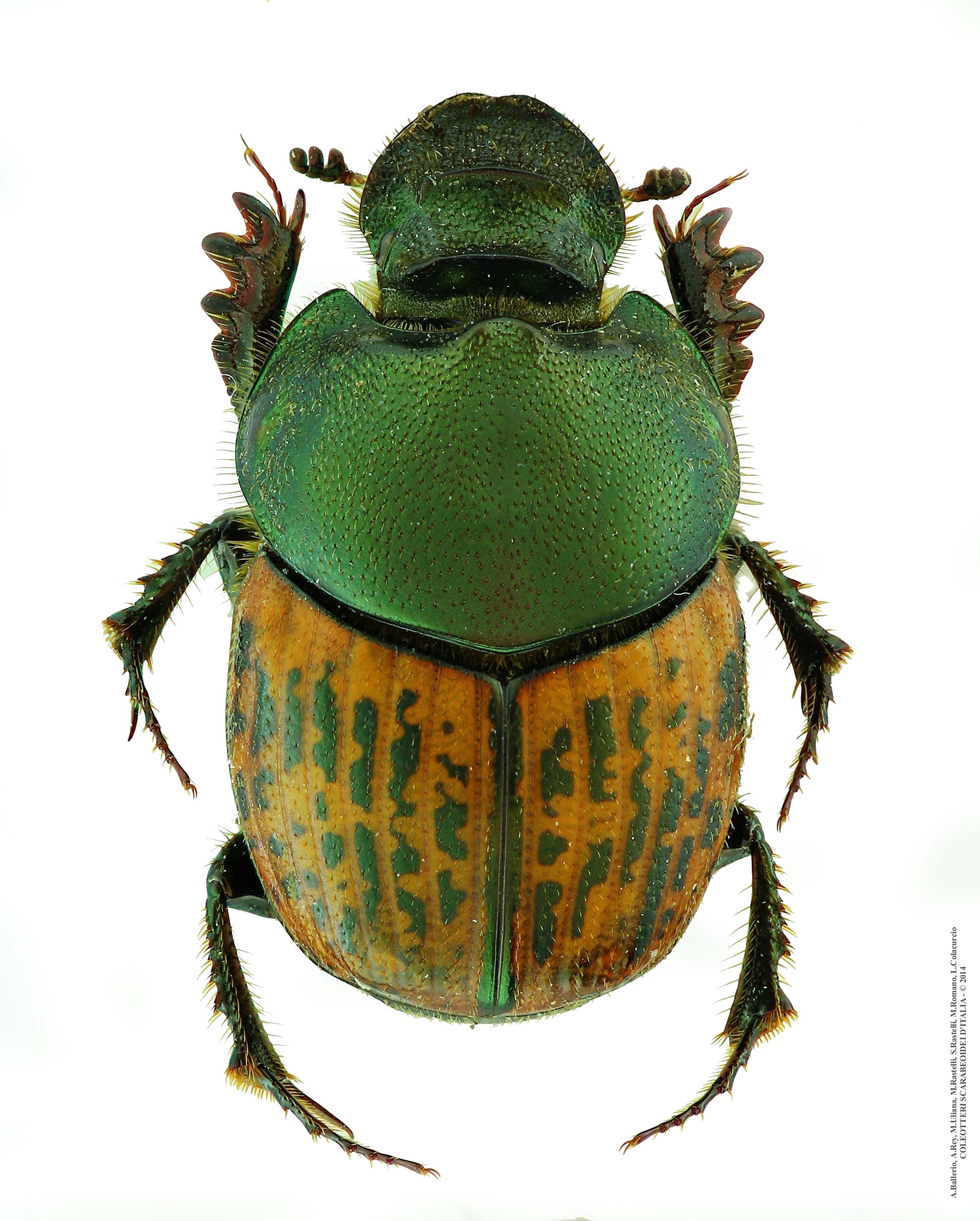 Onthophagus medius, femmina