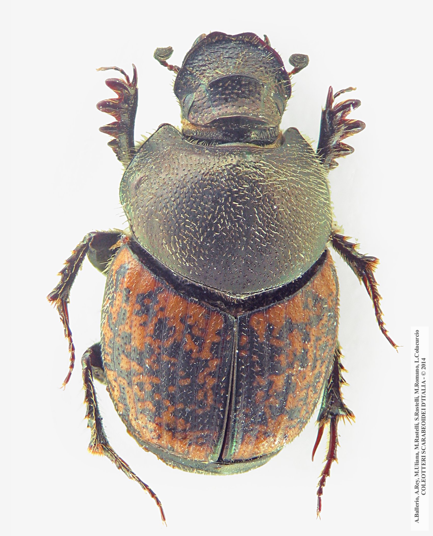 Onthophagus opacicollis