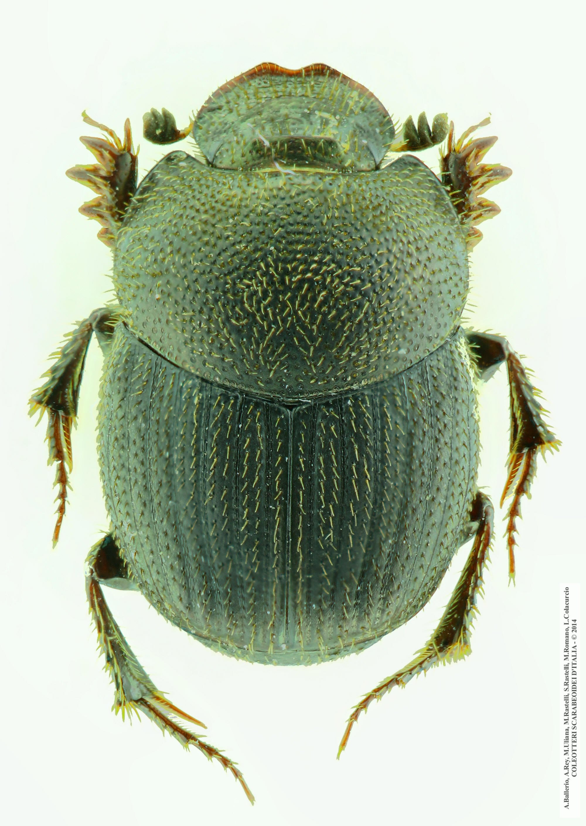 Onthophagus ovatus