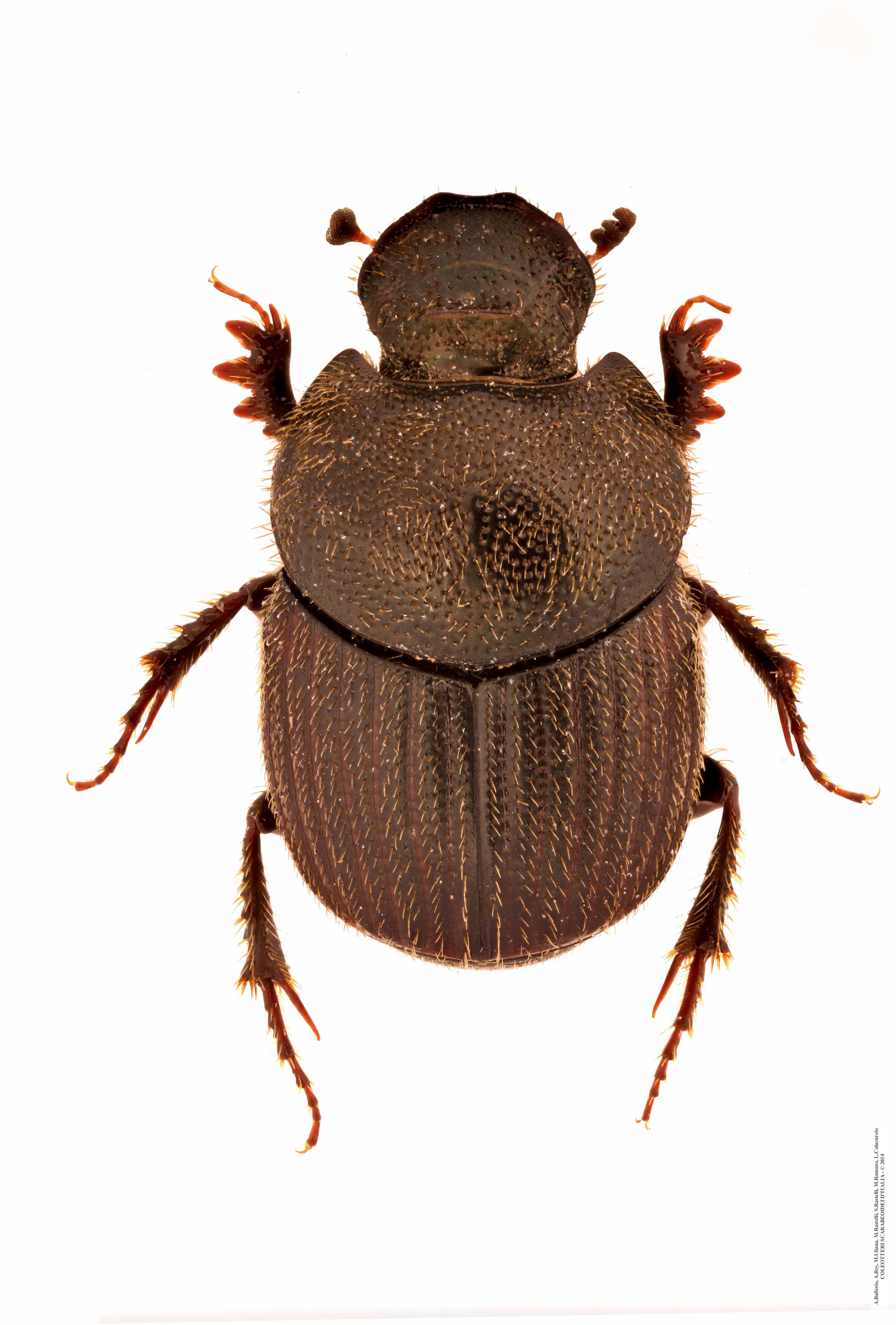 Onthophagus ruficapillus
