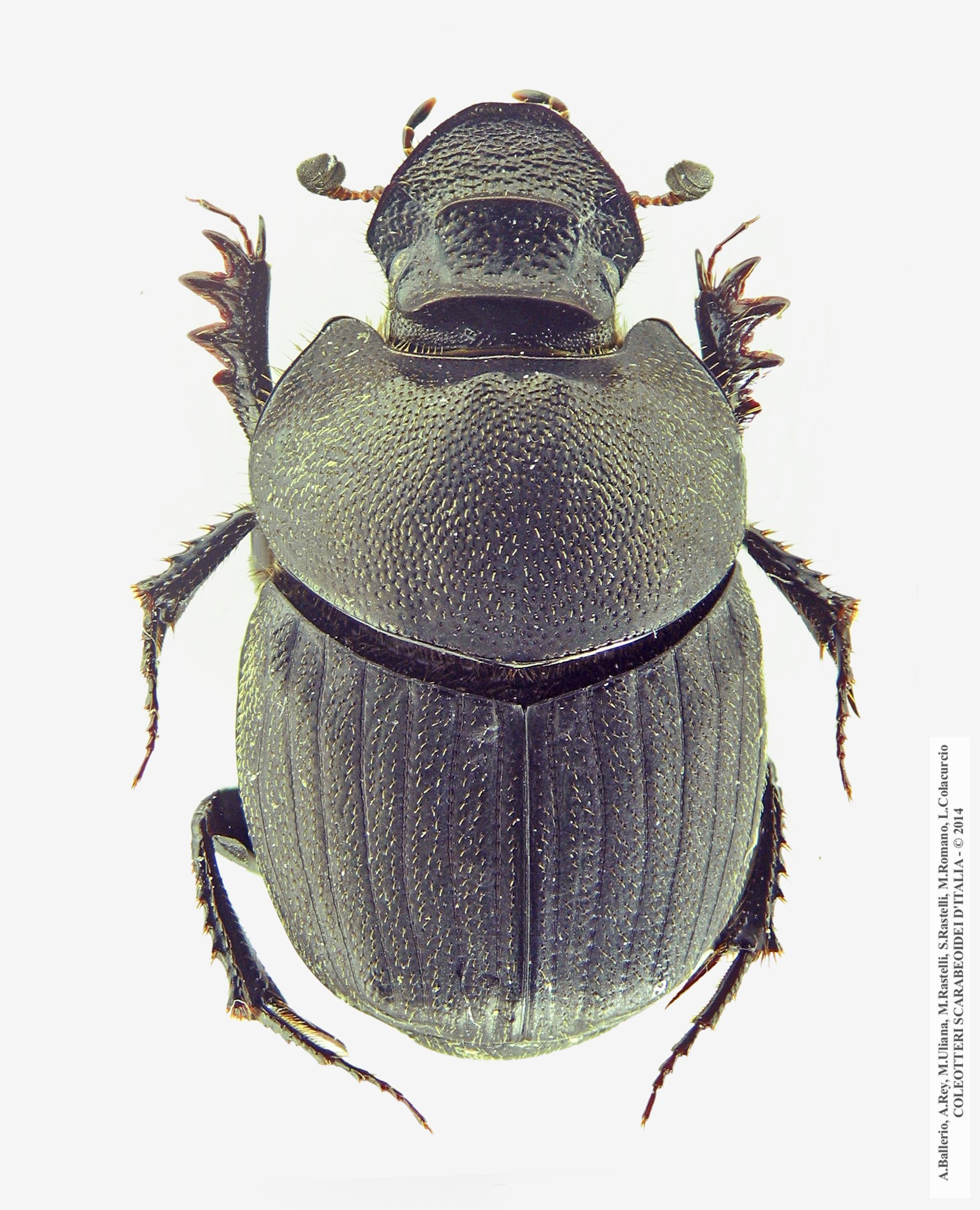 Onthophagus verticicornis, femmina