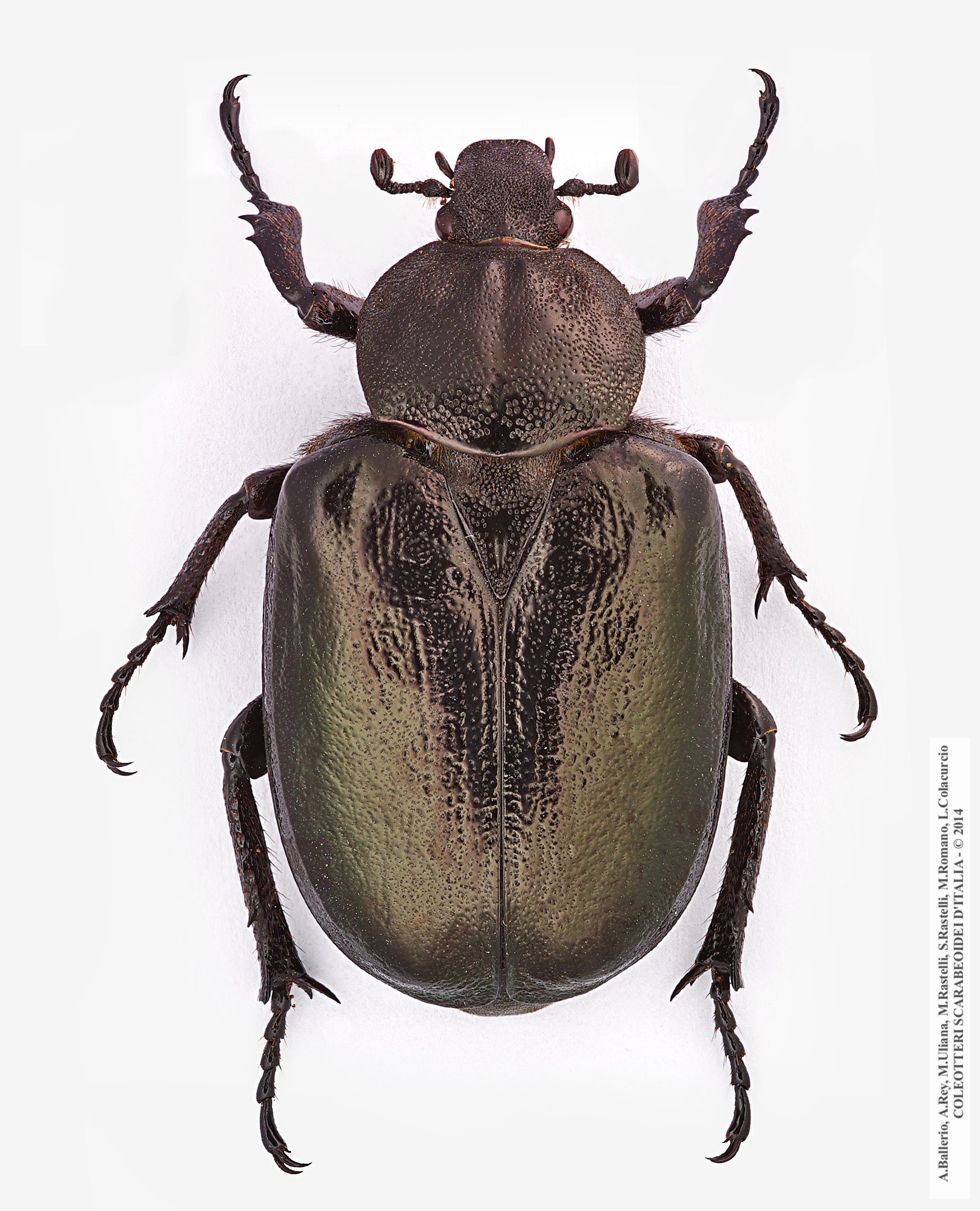 Osmoderma eremita, femmina 