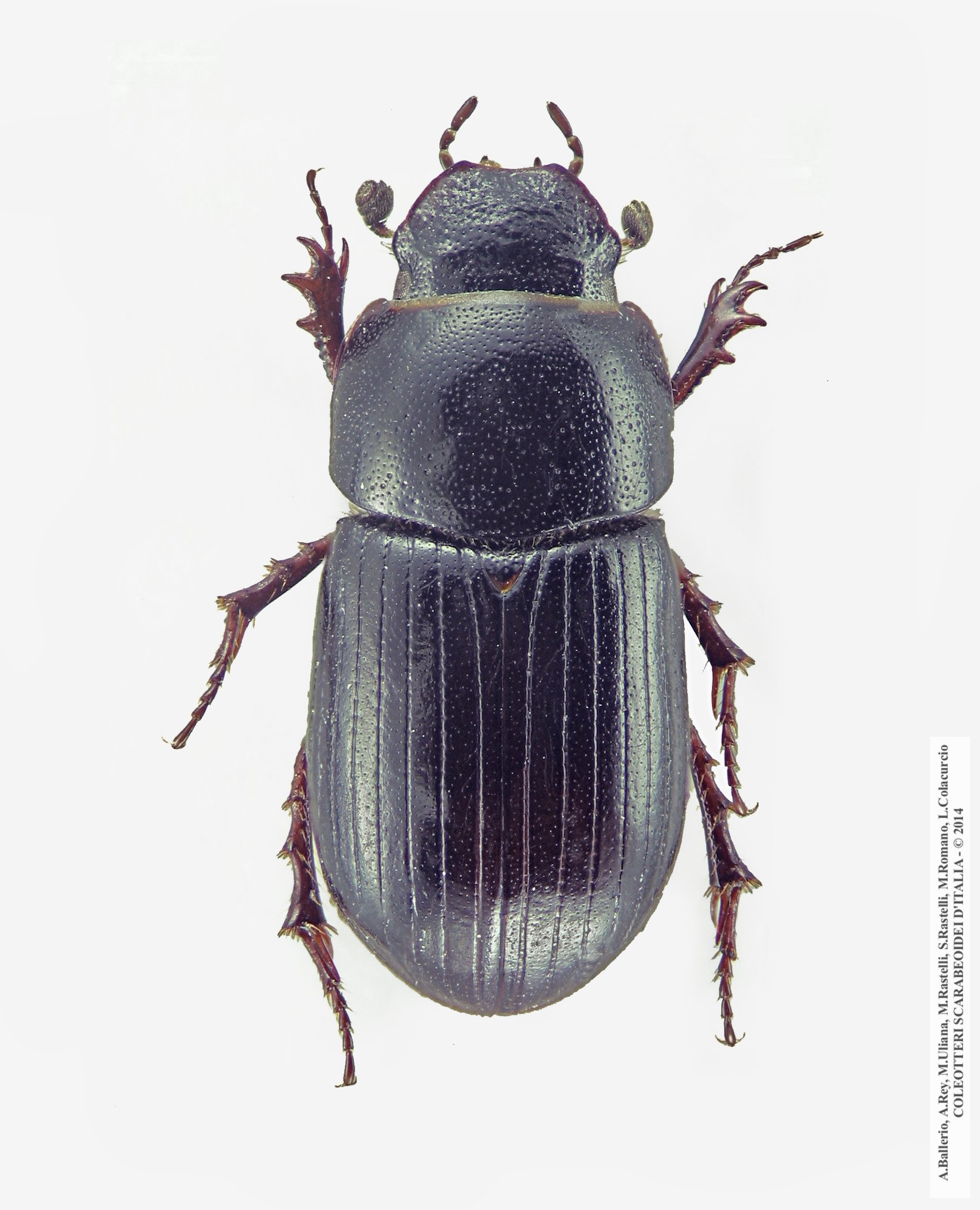 Parammoecius pyrenaeus
