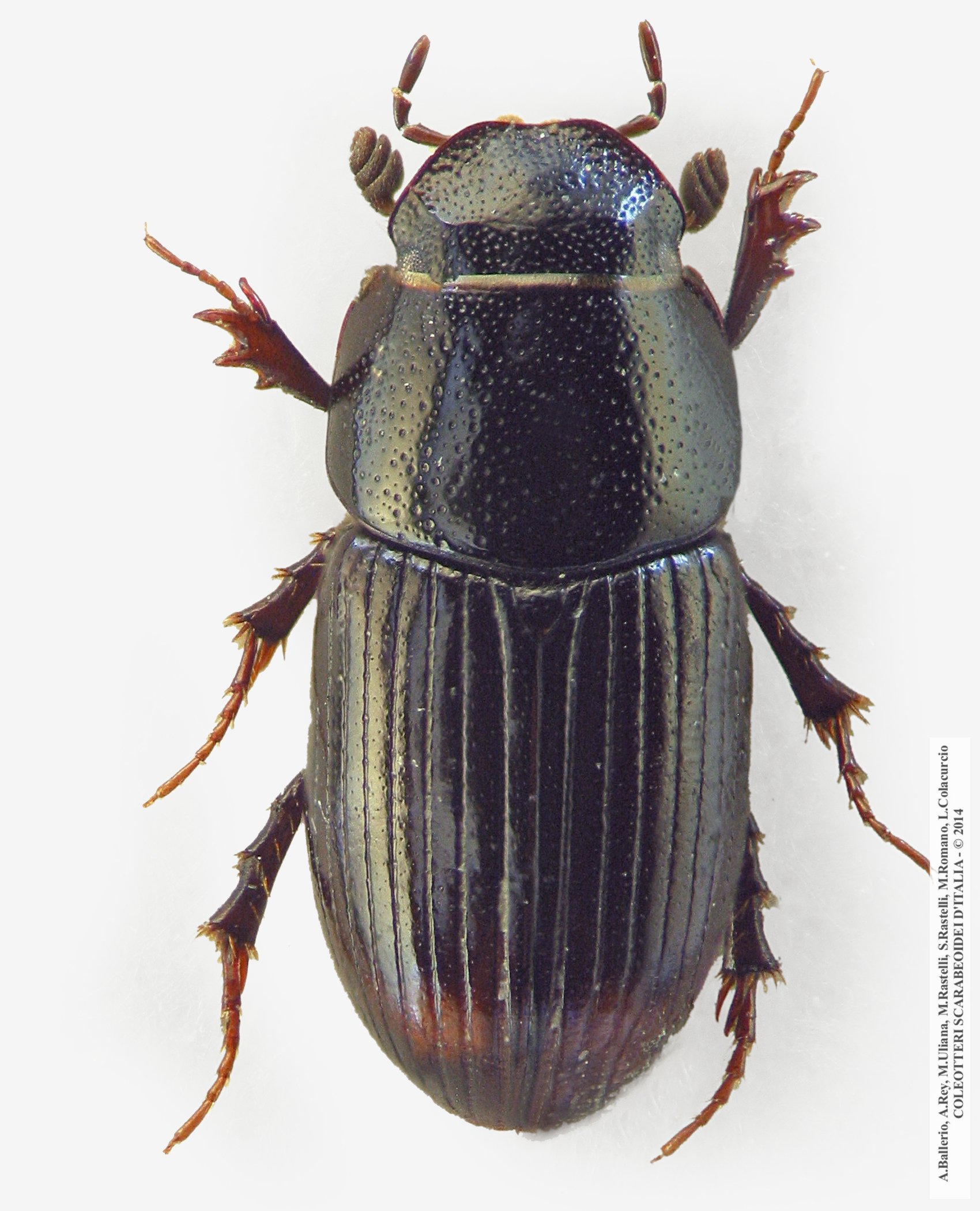 Phalacronothus biguttatus 