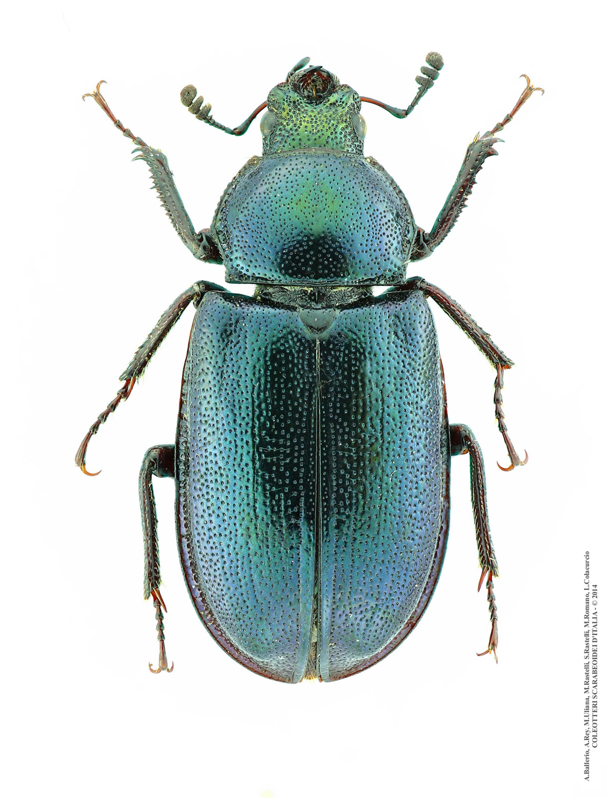 Platycerus caprea, femmina