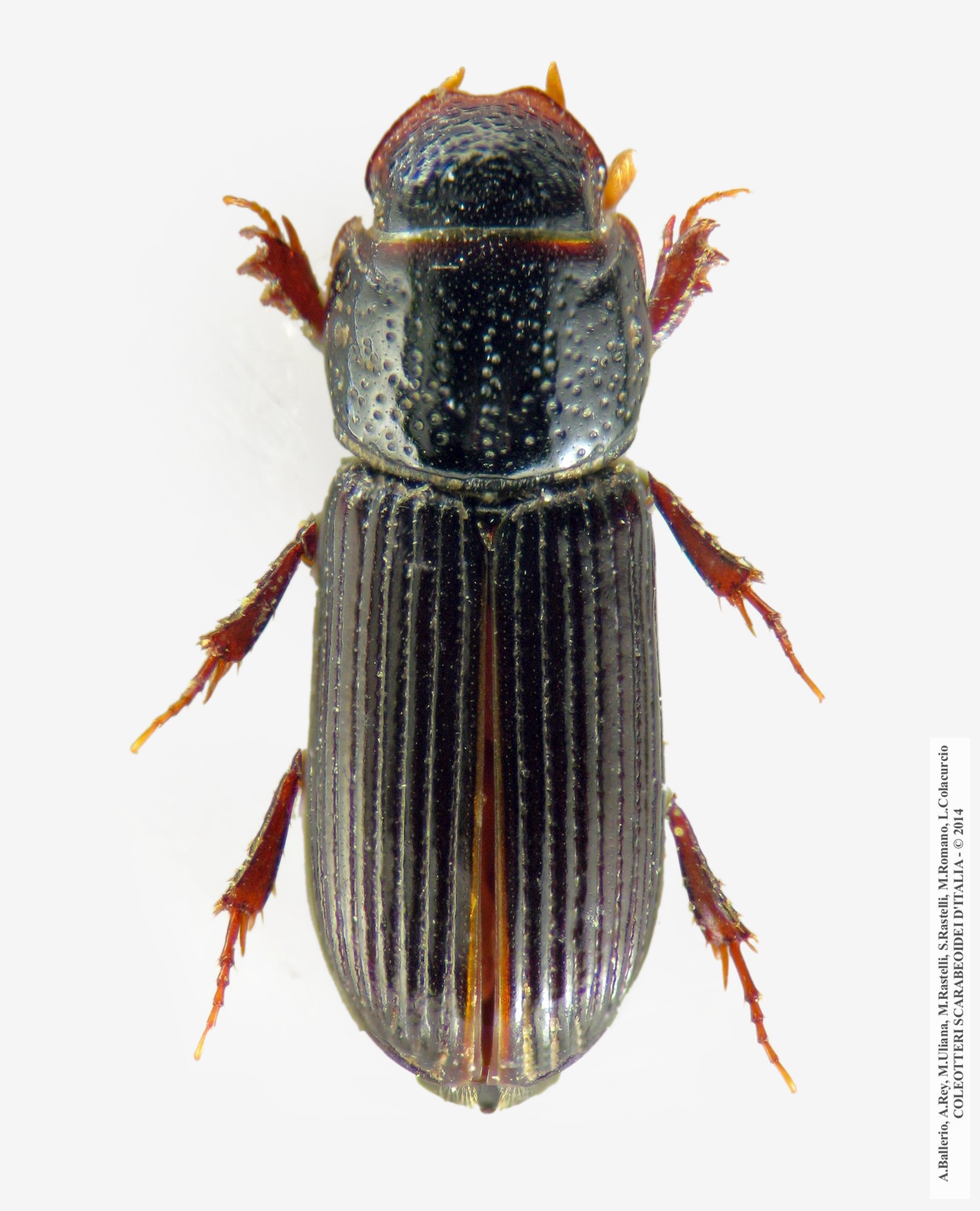 Pleurophorus caesus