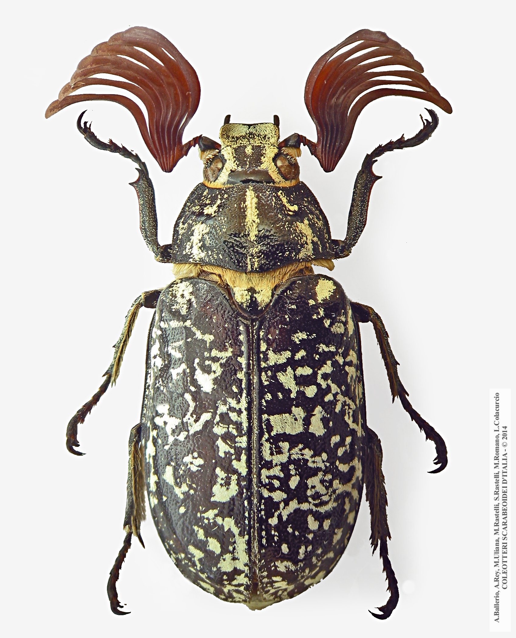 Polyphylla fullo, maschio