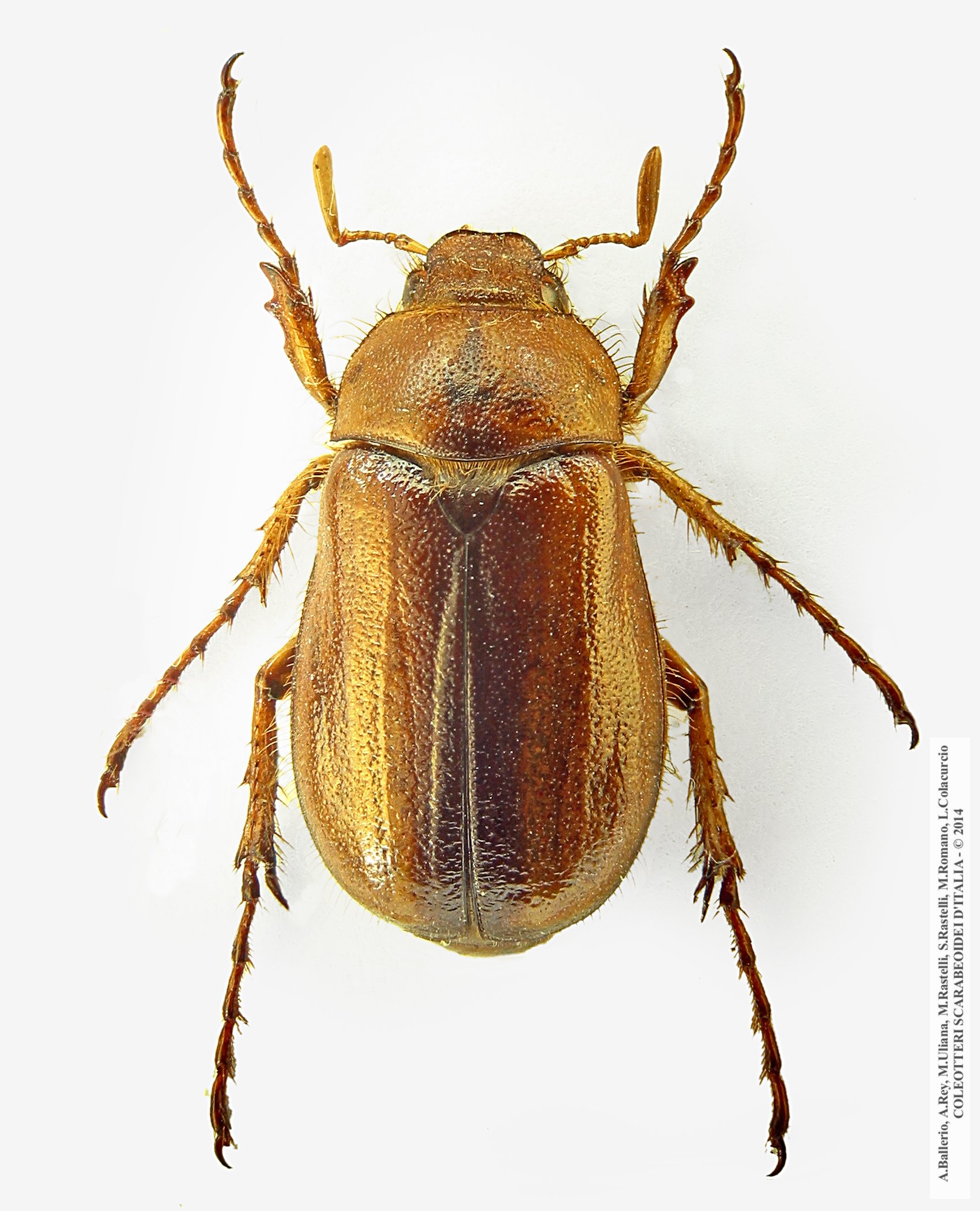 Rhizotrogus aestivus, maschio