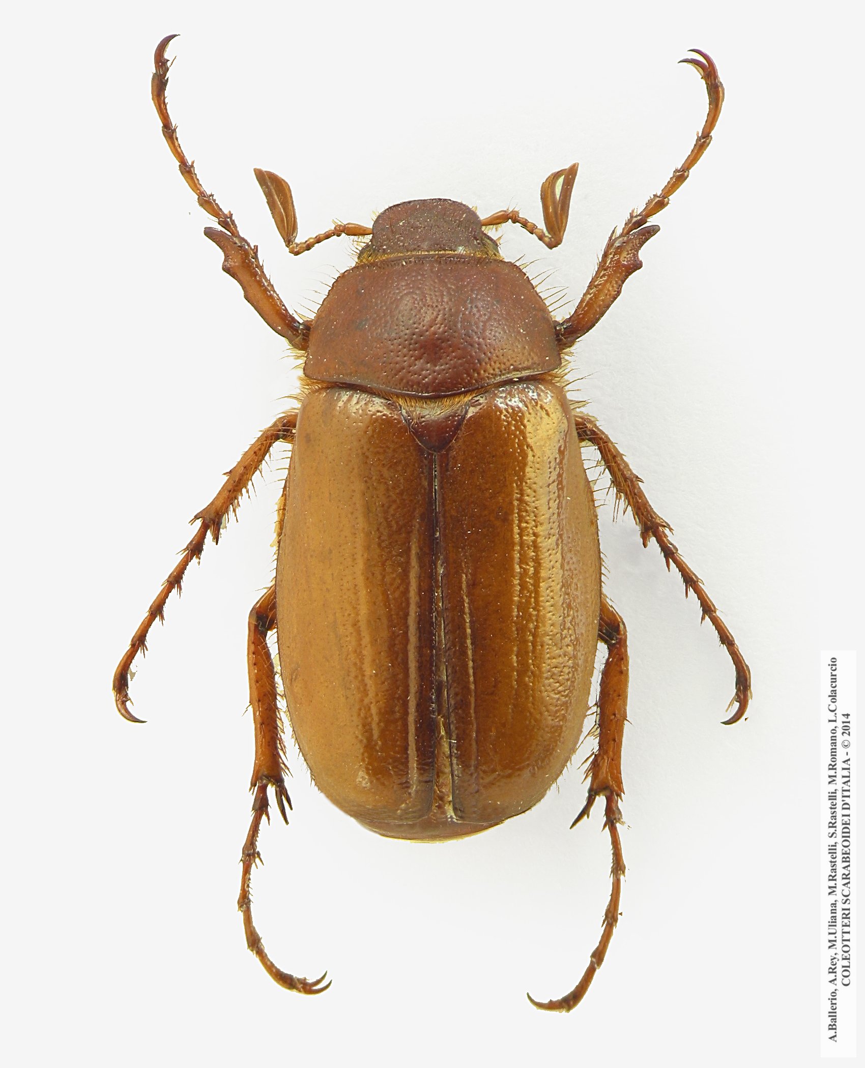 Rhizotrogus pallidipennis, maschio