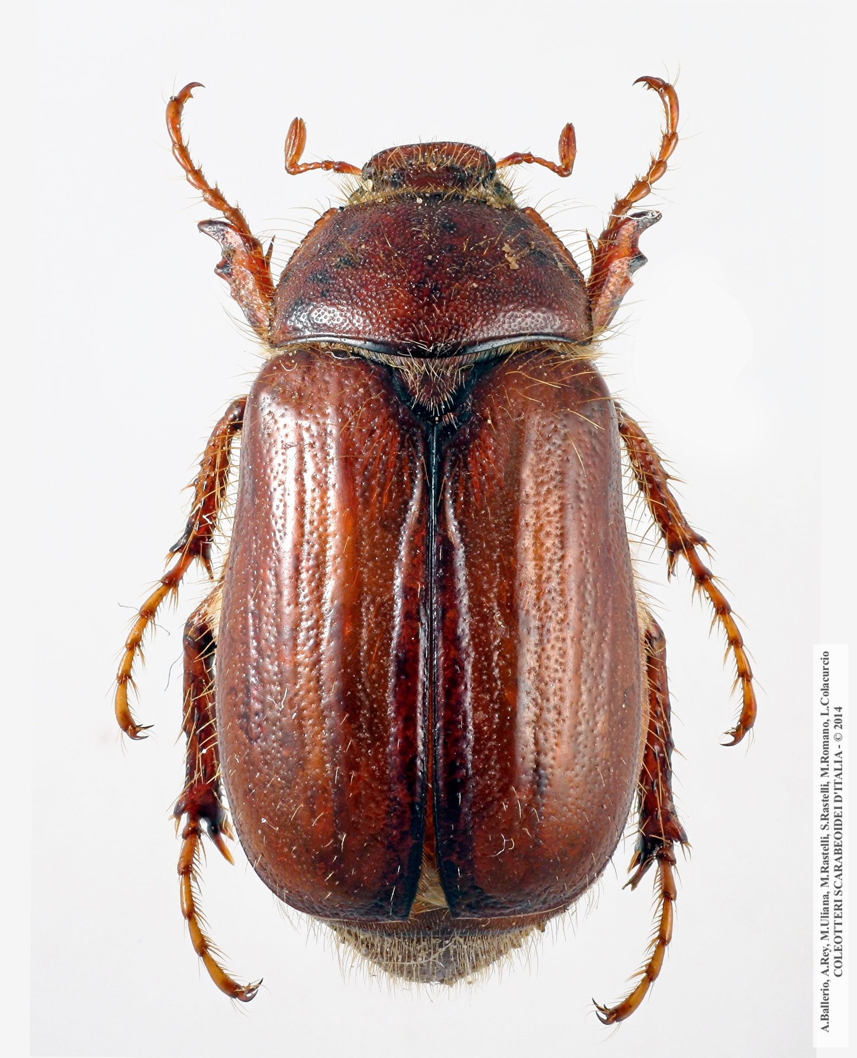 Rhizotrogus siculus, femmina