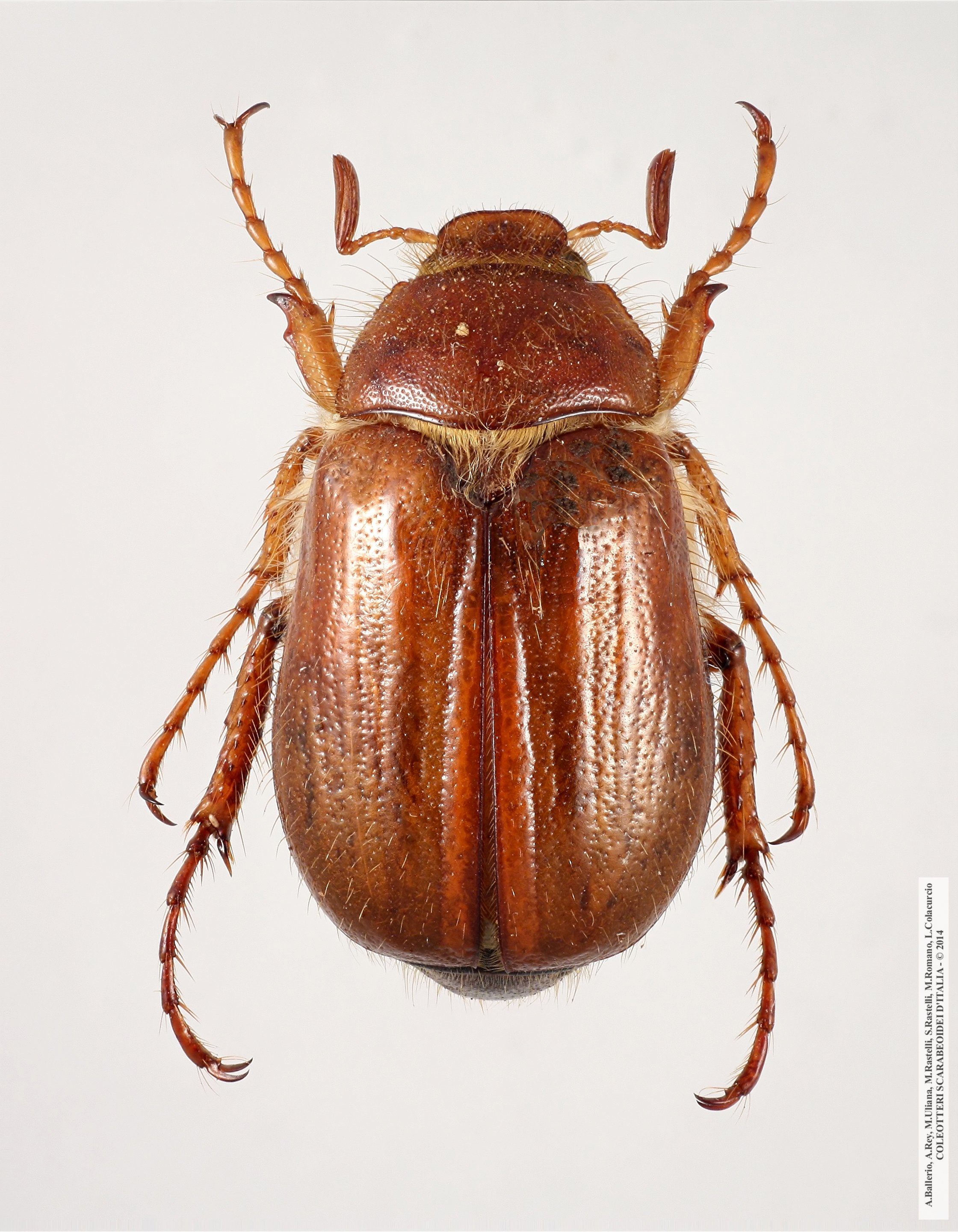 Rhizotrogus siculus, maschio