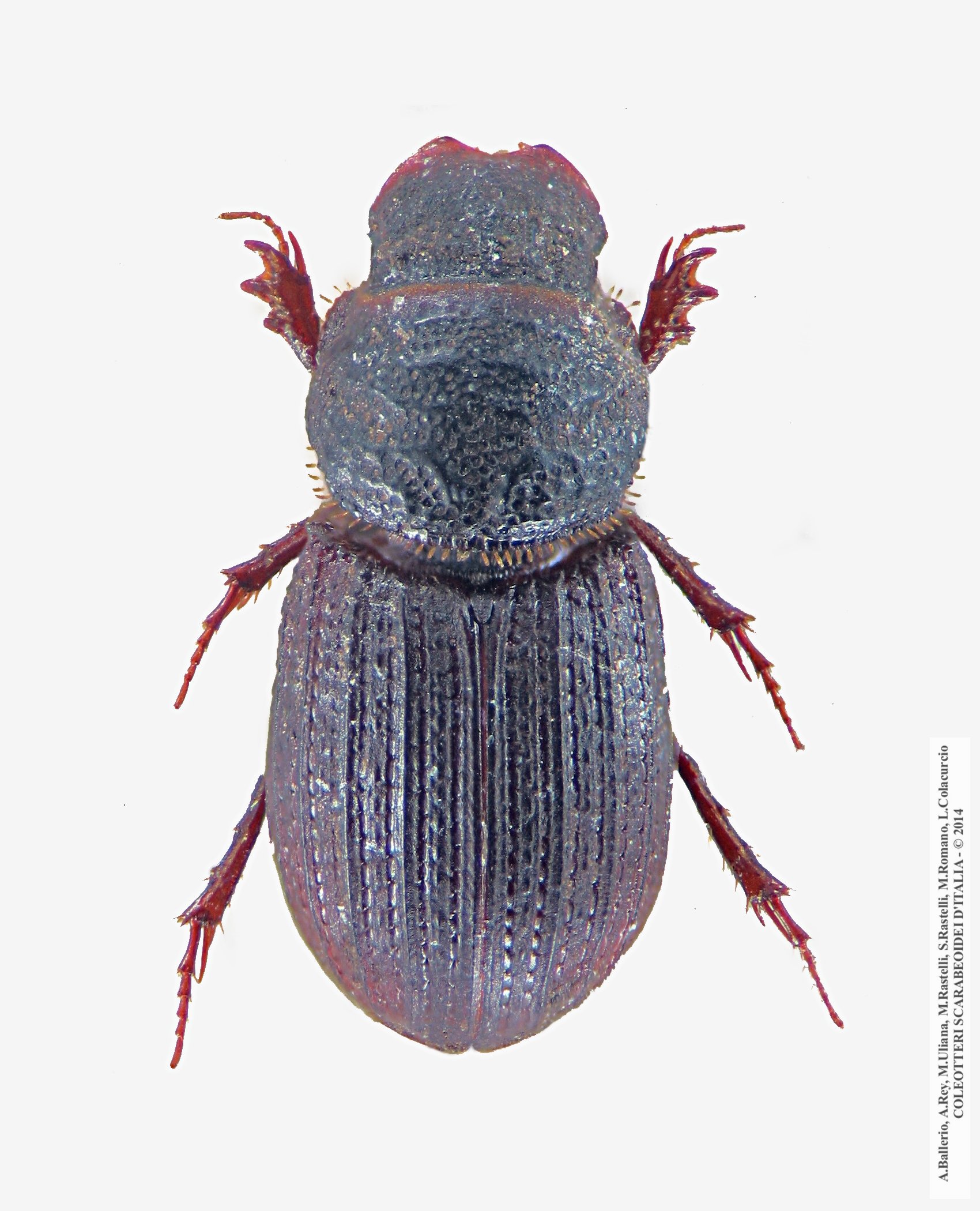 Rhyssemus plicatus