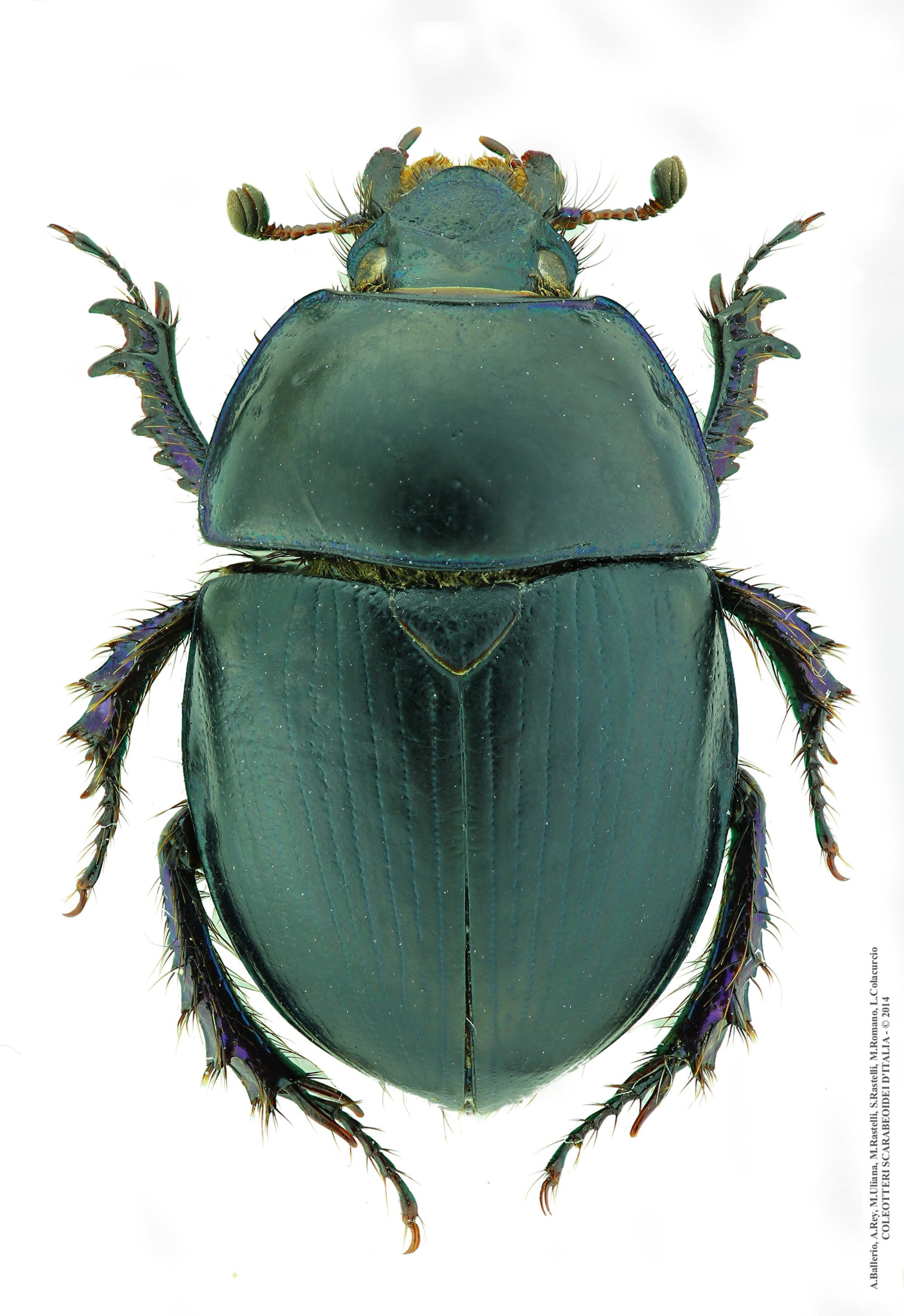 Sericotrupes niger