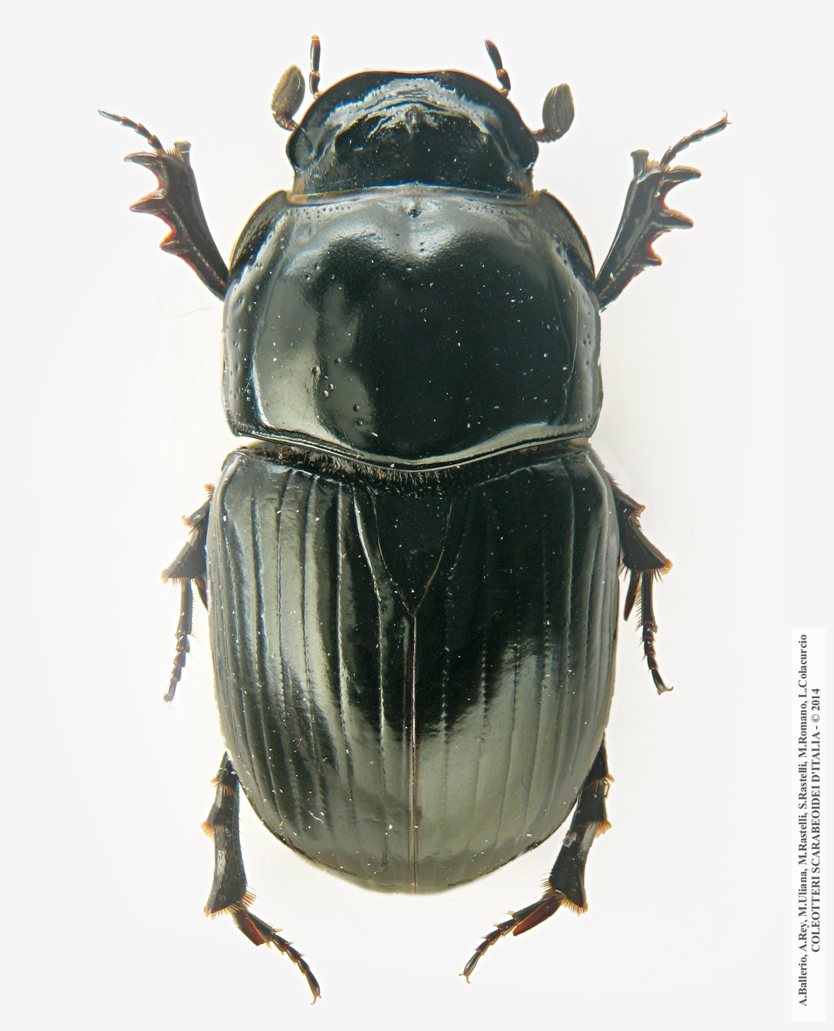 Teuchestes fossor, maschio