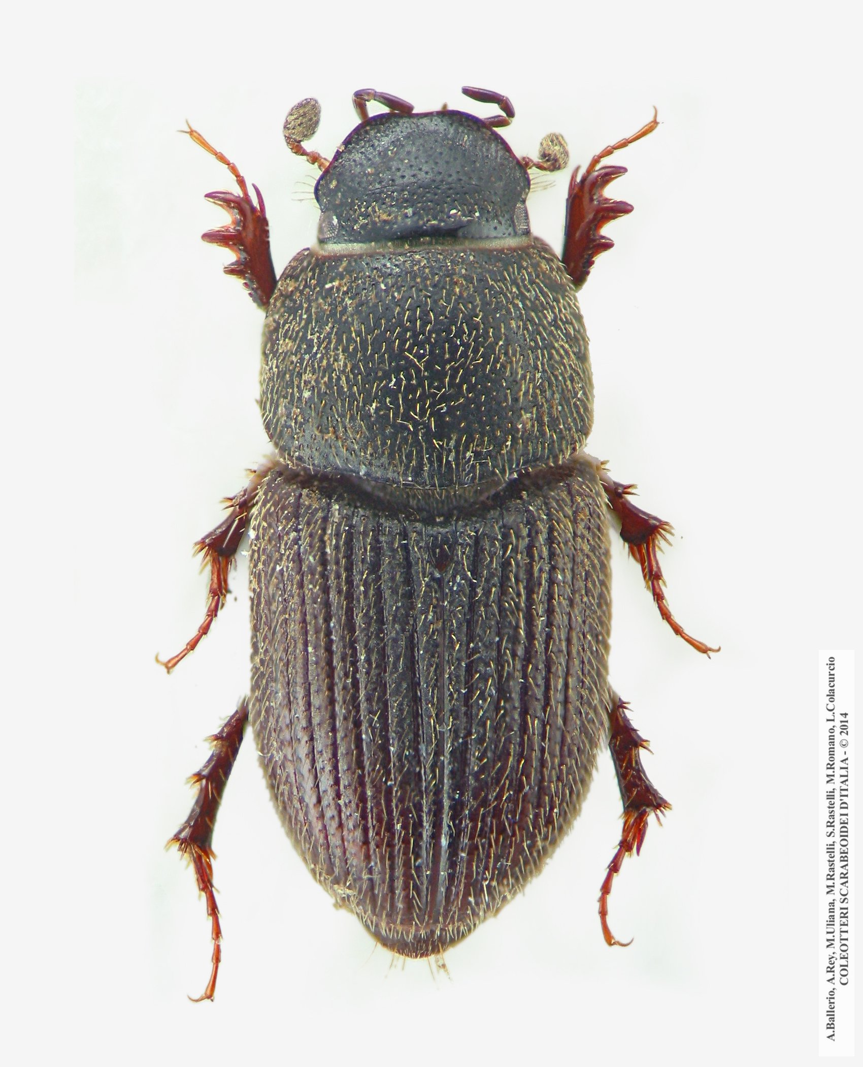 Trichonotulus scrofa