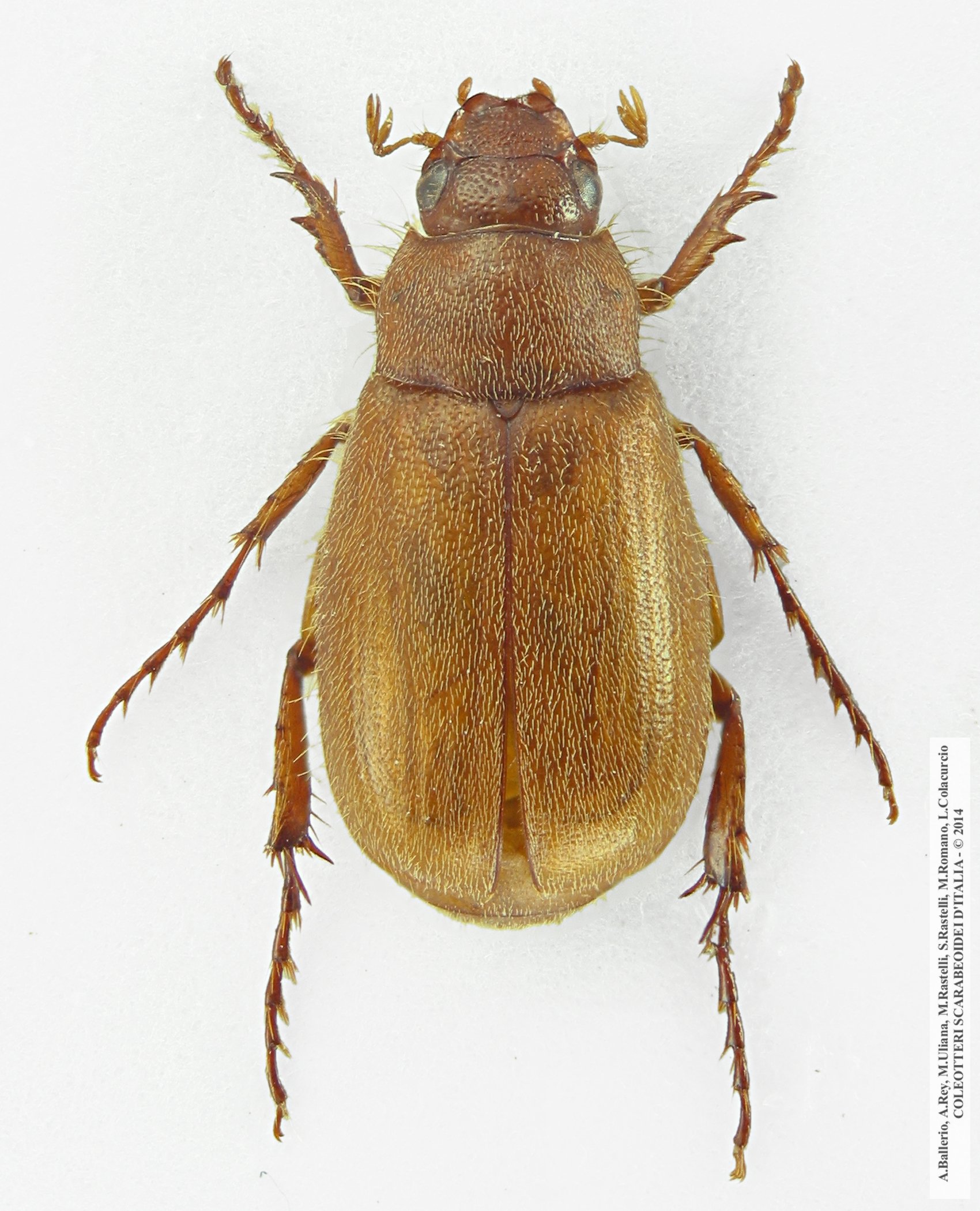 Triodontella raymondi, maschio 