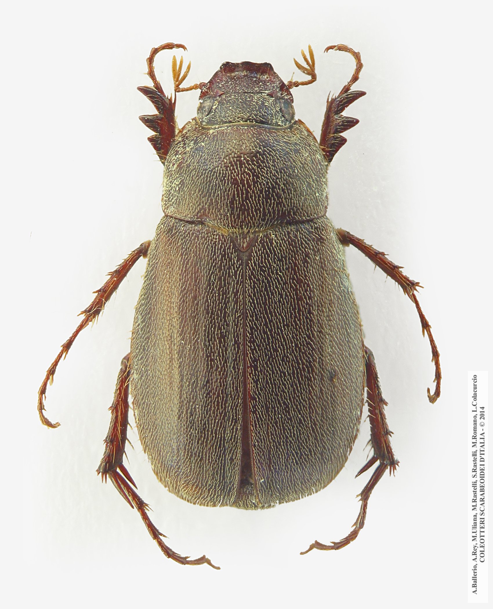 Triodontella sardoa, femmina 