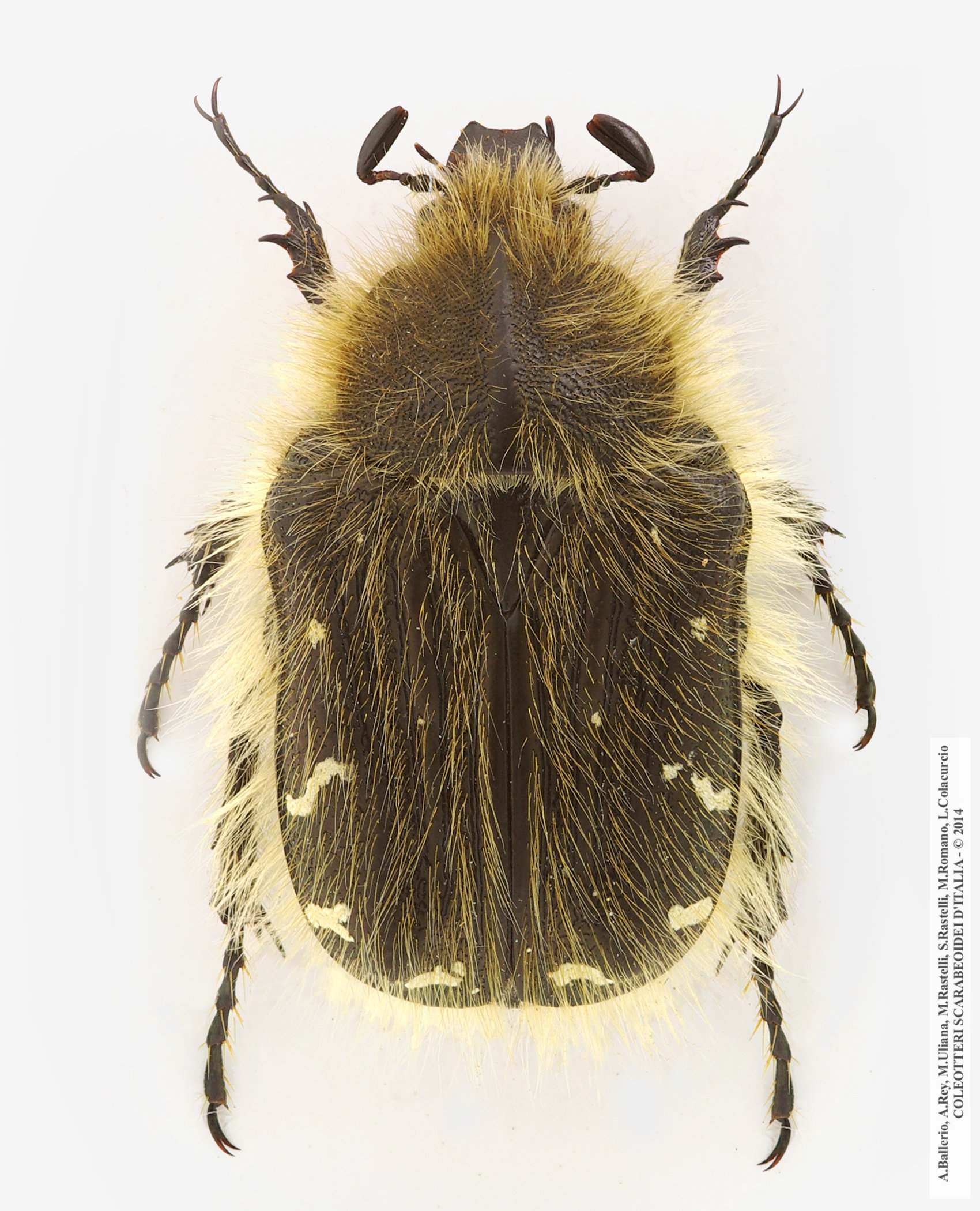 Tropinota hirta hirta