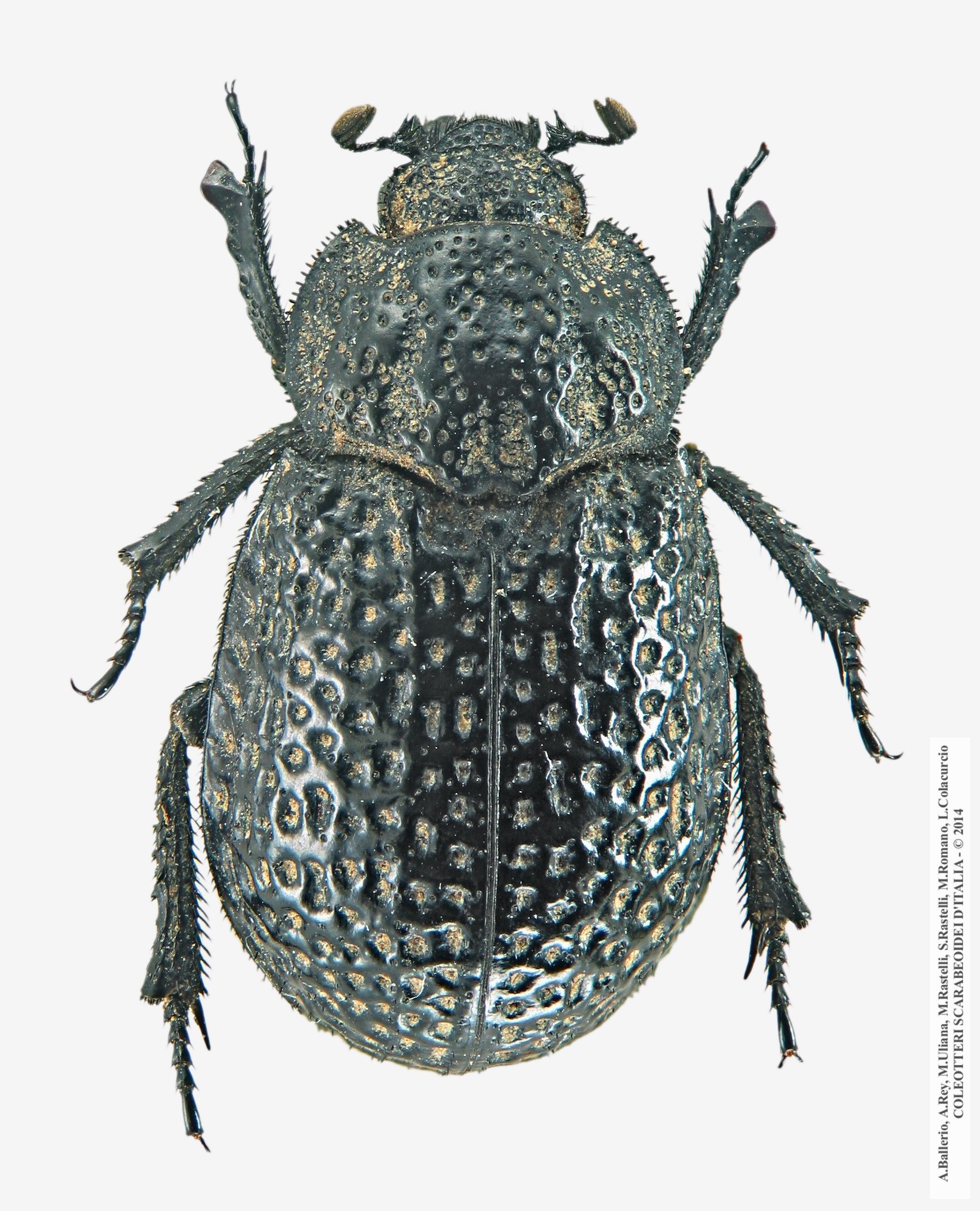 Trox cribrum