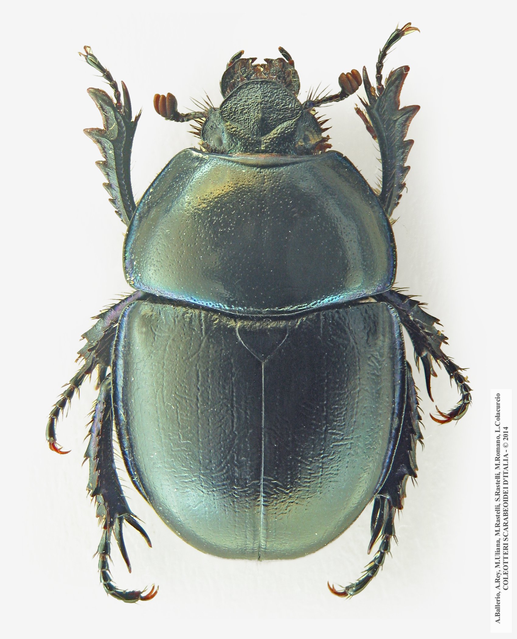 Trypocopris alpinus balcanicola, femmina 