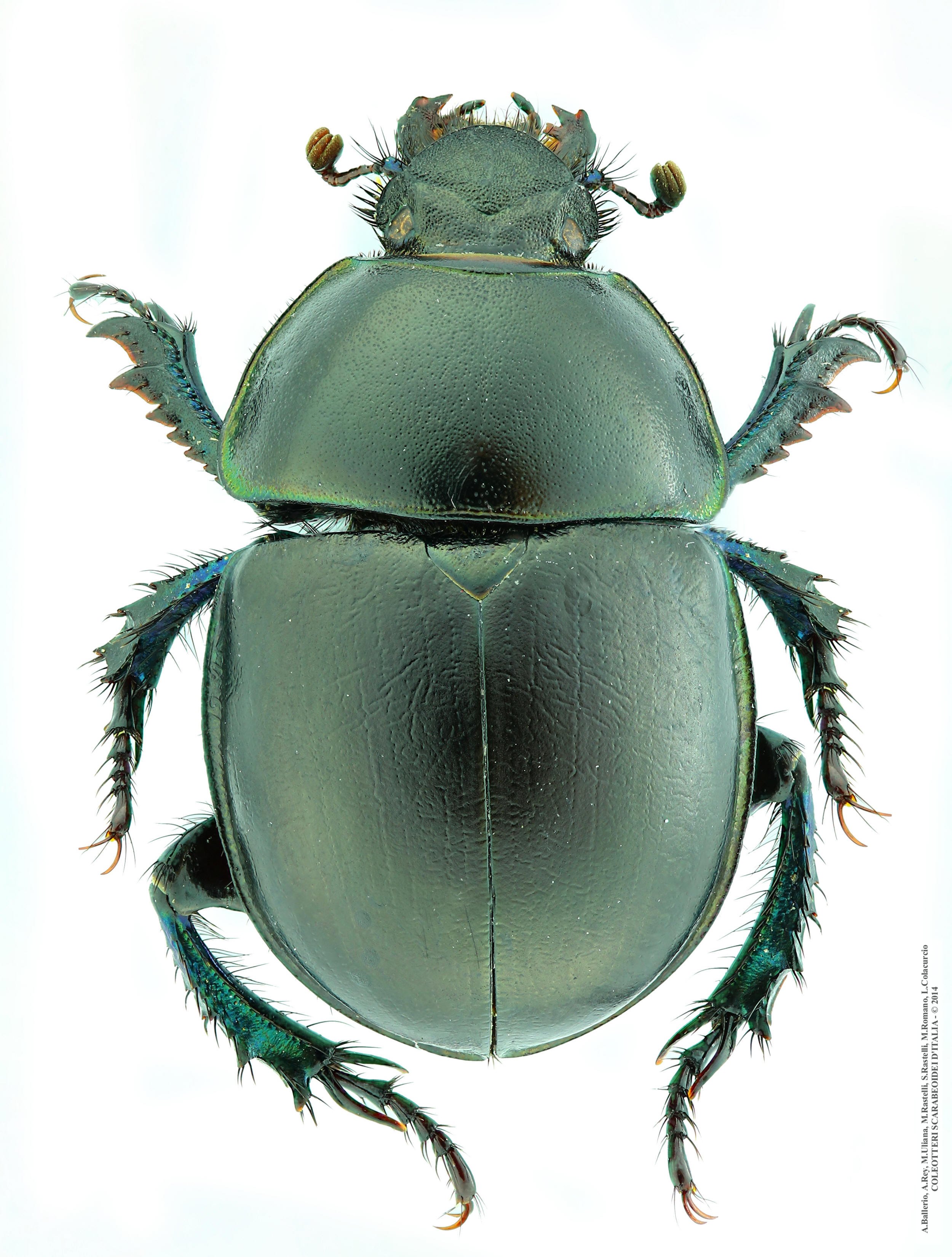 Trypocopris alpinus marianii, femmina