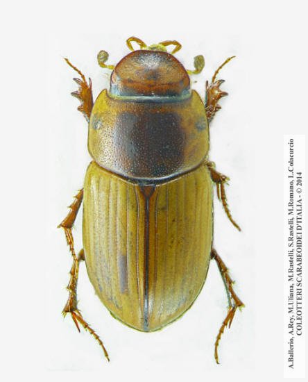 Acanthobodilus immundus