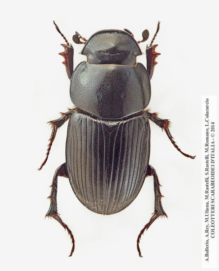 Acrossus luridus ab. atramentarius. Lombardia. Malonno (BS). 2.V.1993. leg. Ballerio (Coll. Ballerio, Brescia)