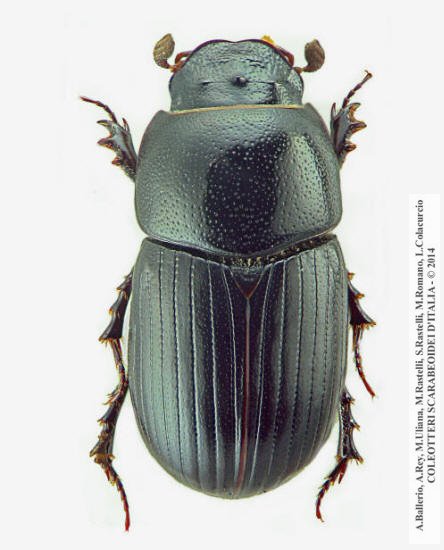 Agrilinus ater, maschio
