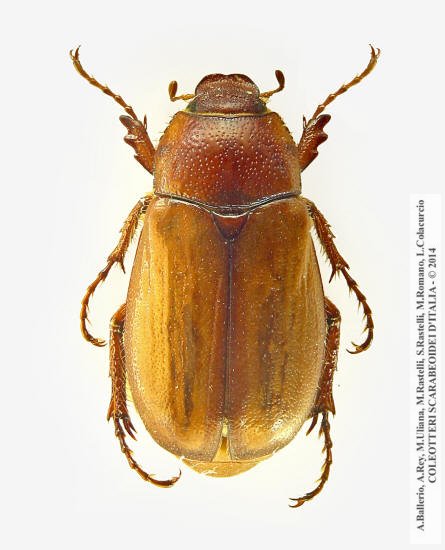 Amadotrogus insubricus, femmina