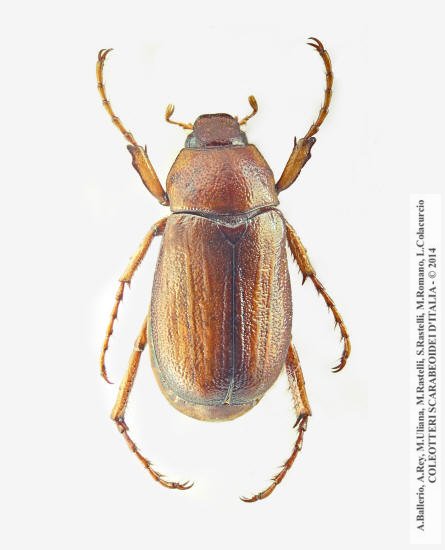 Amadotrogus tarsalis, maschio 