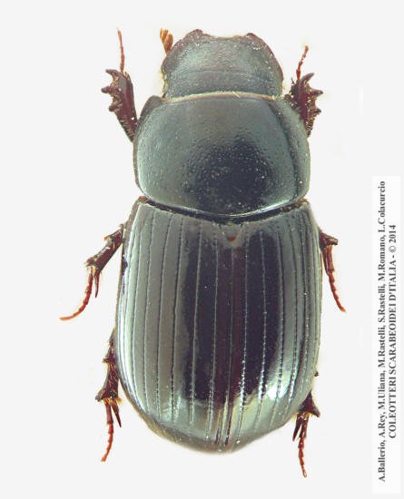 Ammoecius numidicus