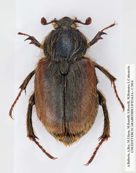 Amphicoma abdominalis abdominalis, femmina 