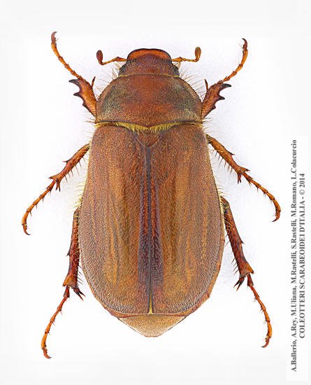 Amphimallon assimile, femmina 