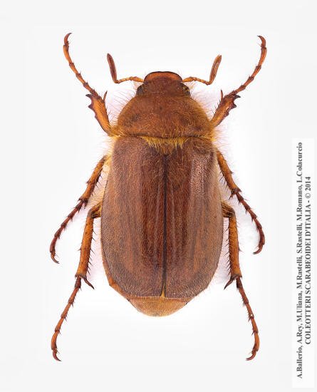 Amphimallon assimile, maschio