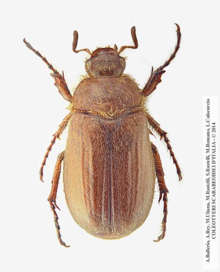 Amphimallon burmeisteri, maschio