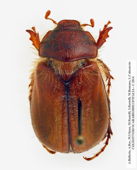 Amphimallon montanum, femmina