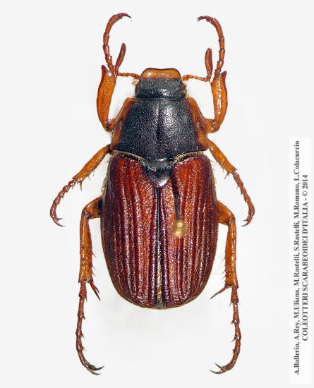 Amphimallon pini, maschio 