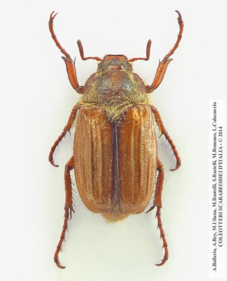 Amphimallon solstitiale solstitiale, maschio