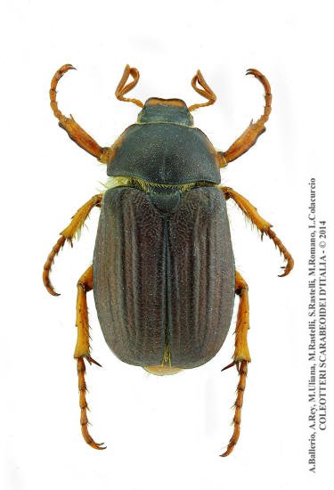 Amphimallon vitalei, maschio