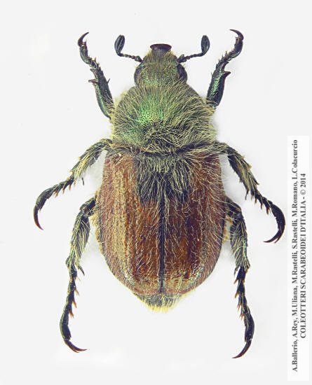 Anisoplia sabatinellii