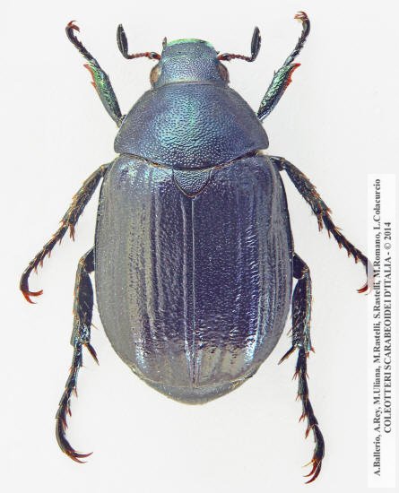 Anomala dubia