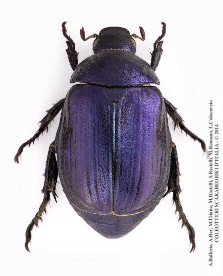 Anomala vitis, femmina