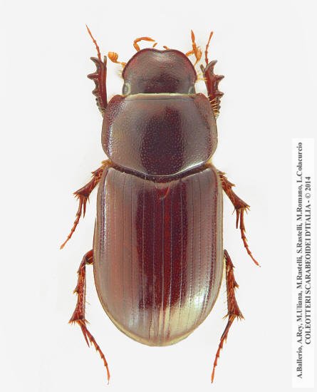 Anomius castaneus, maschio 